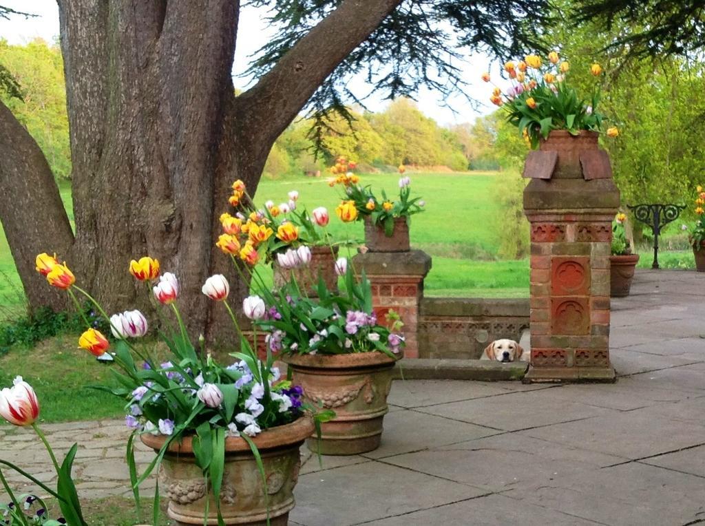Hambledon House Bed and Breakfast Godalming Buitenkant foto